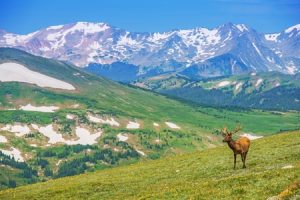 elk on the alpine meadow in colorado wilderness